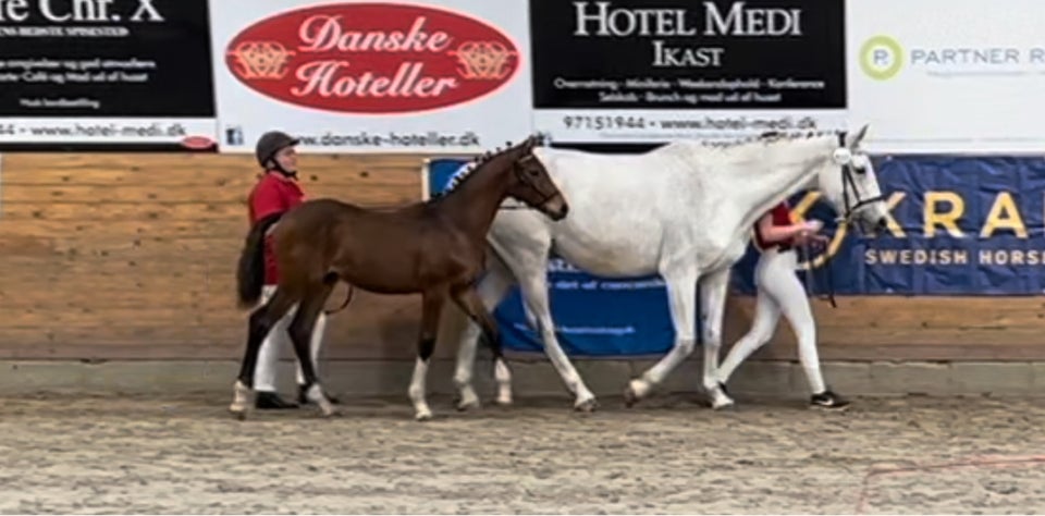 Dansk Varmblod, hingst, 1 år