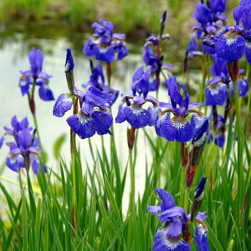 Staude Sibirisk iris Iris