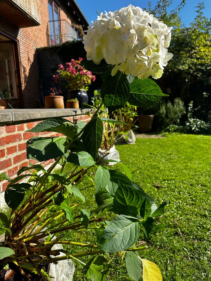 Hortensia Hortensia Annabelle