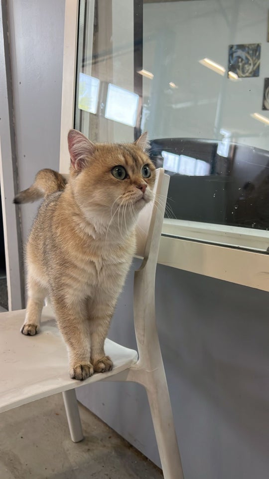 British Shorthair hankat 2 år