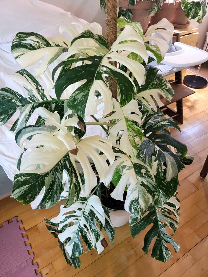 Monstera albo variegata / broget