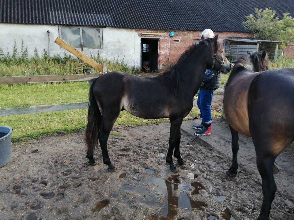 Anden race vallak 2 år