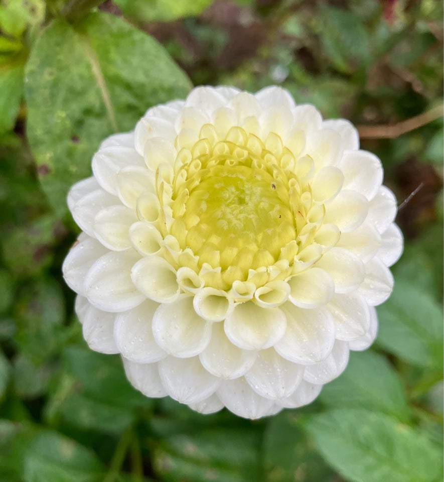 Dahlia / georgine knold, Dahlia