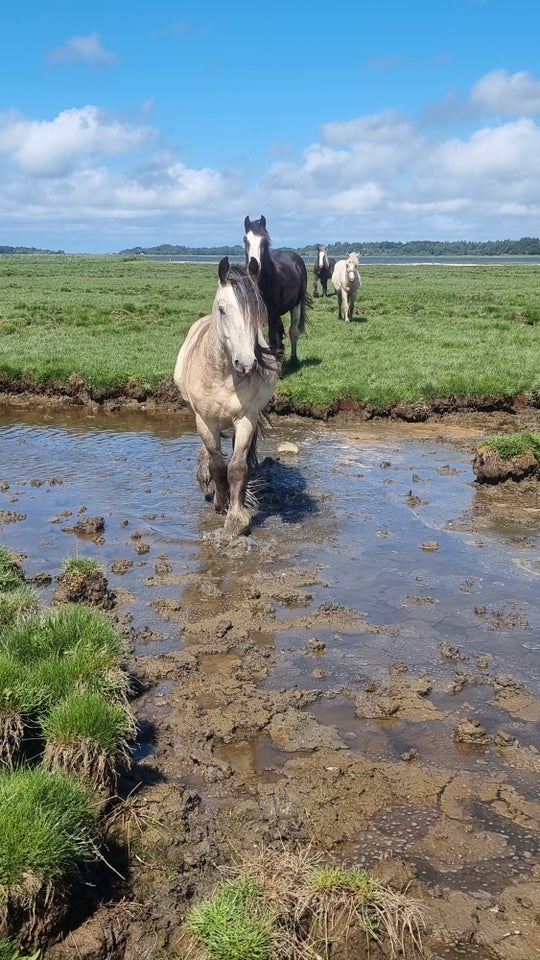 Irish Cob hingst 2 år