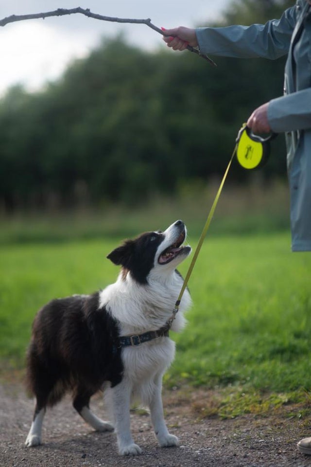 Border collie hund 10 år