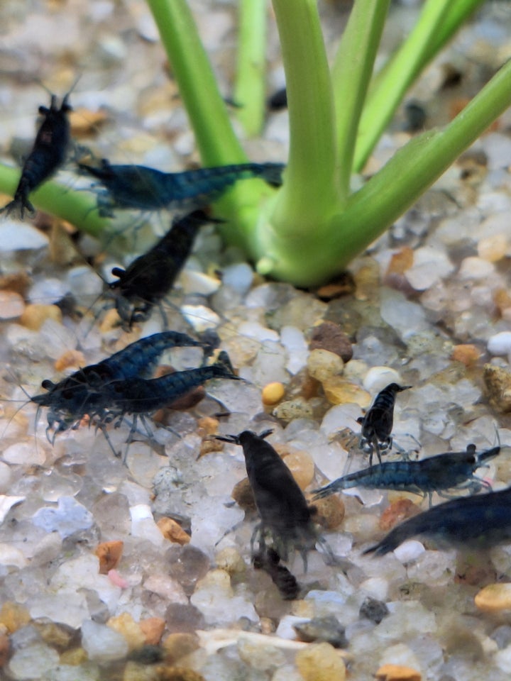 Neocaridina blue dream, 10 stk.