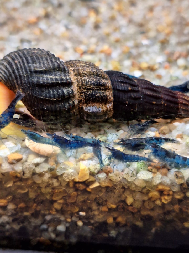 Neocaridina blue dream, 10 stk.