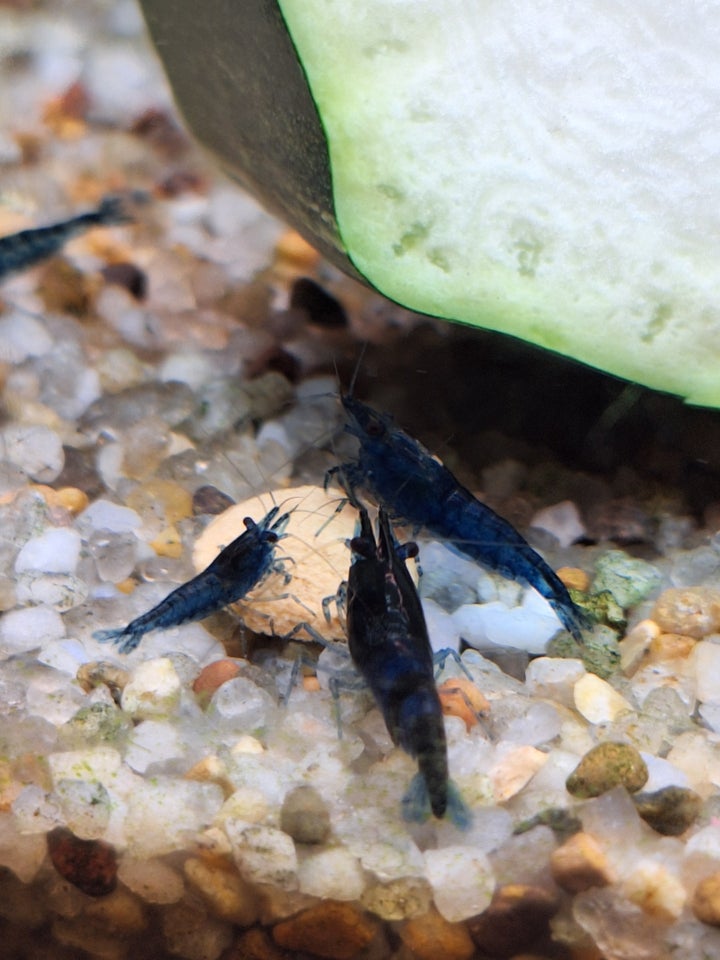 Neocaridina blue dream, 10 stk.