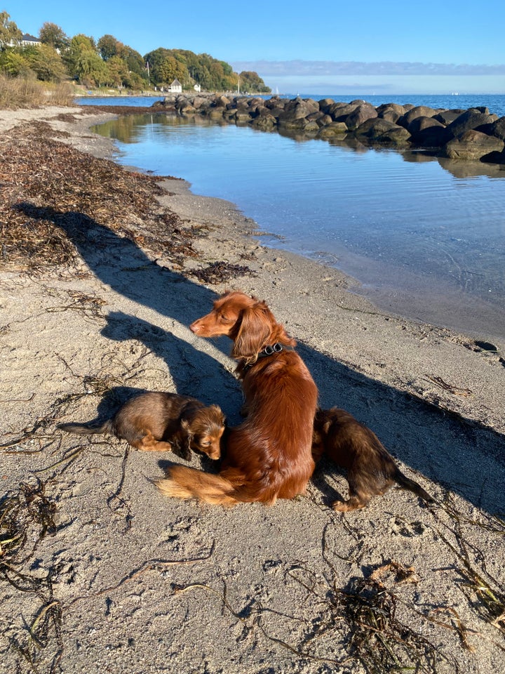 Langhåret dværg gravhund, flere