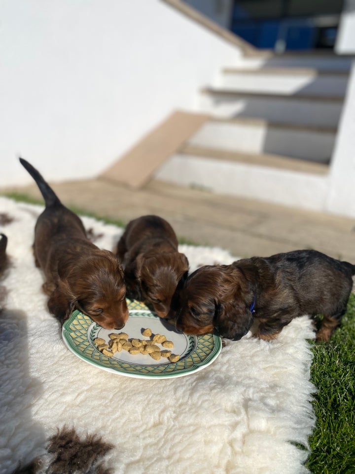 Langhåret dværg gravhund, flere