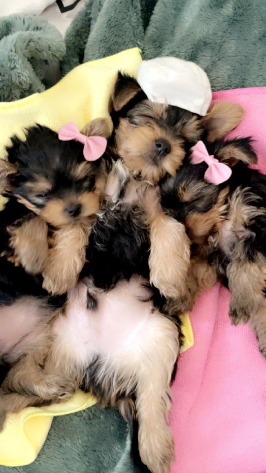 yorkshire terrier hvalpe