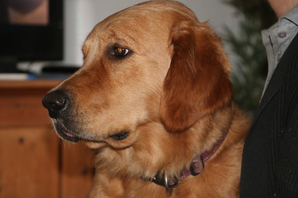 Golden Retriever, hund, 2 år