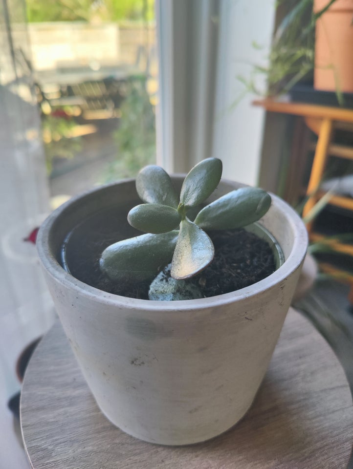 Paradistræ (jade plant)