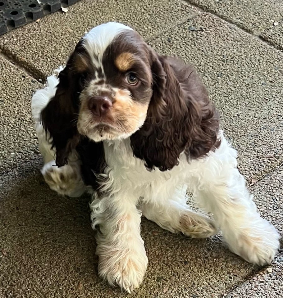 Amerikansk cocker spaniel