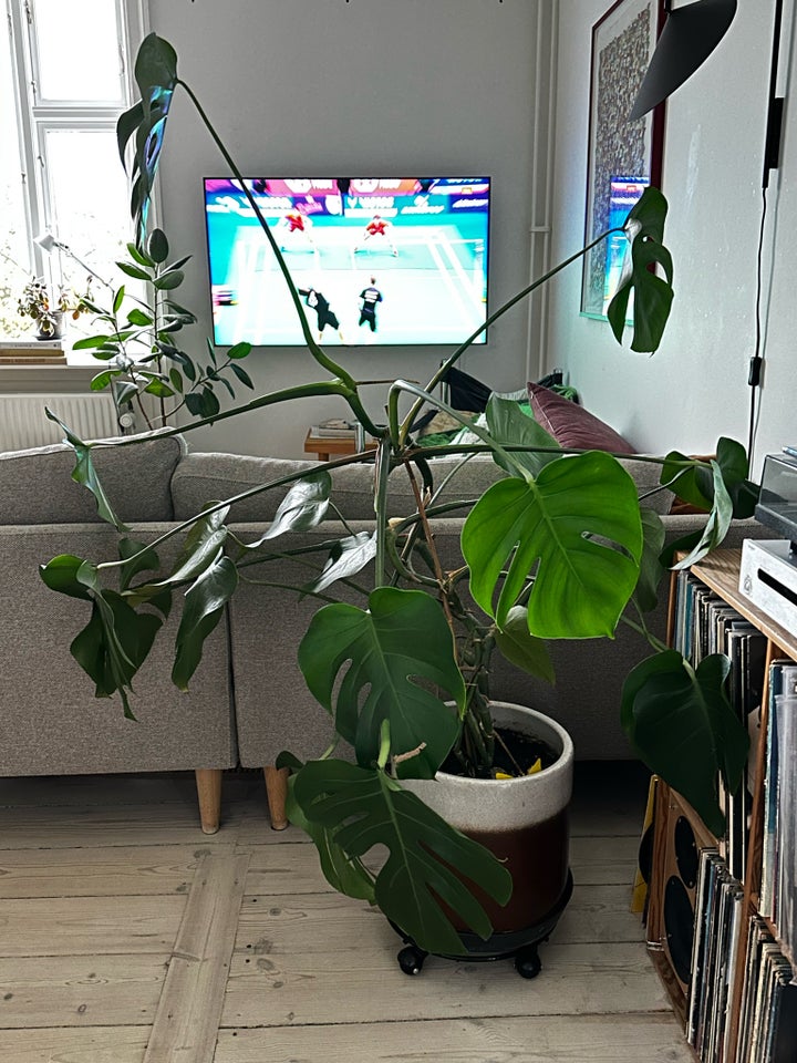 Fingerfilodendron / monstera inkl