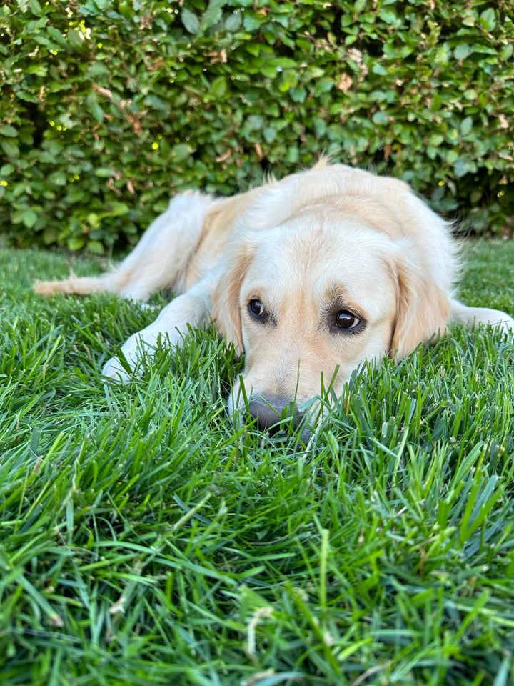 Golden Retriever hund 3 år