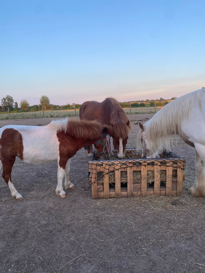 Shetlandspony hoppe 2 år