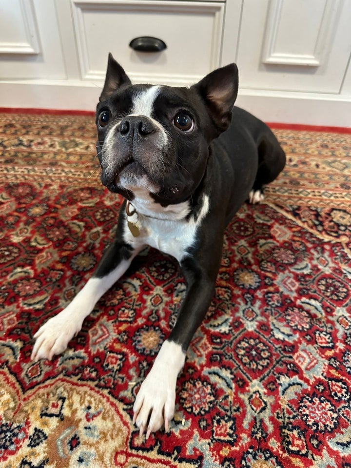 Boston terrier, tæve, 3 år