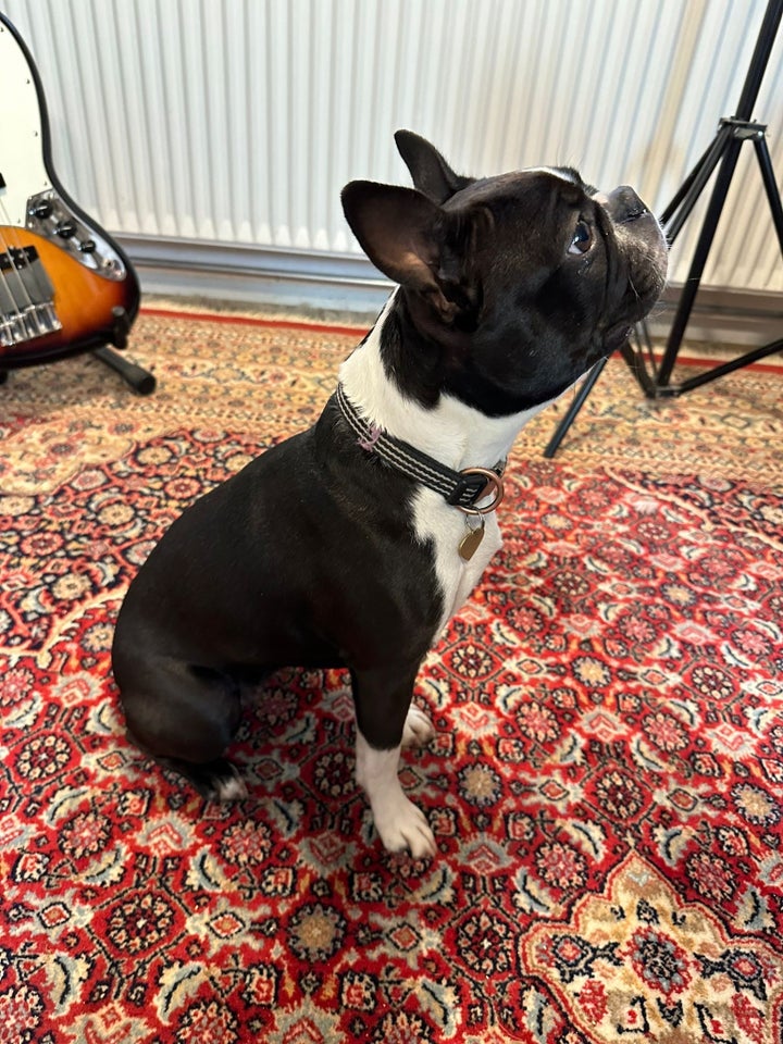 Boston terrier, tæve, 3 år