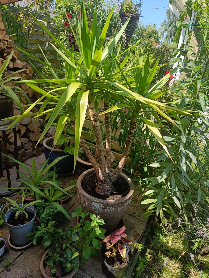 Yucca palme