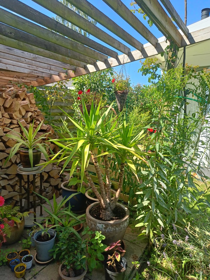 Yucca palme