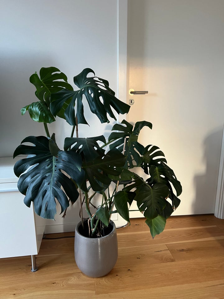 Stueplante, Monstera