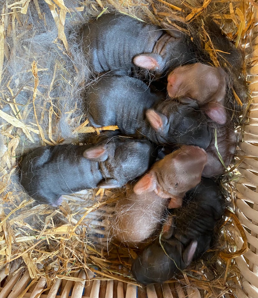 Kanin FRANSK VÆDDER HAN BLÅ OTTER