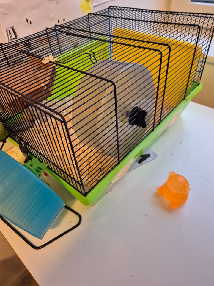 Hamster, Guldhamster, 0 år