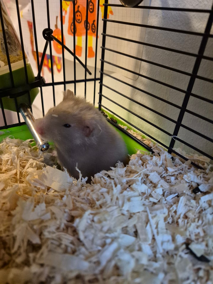 Hamster, Guldhamster, 0 år