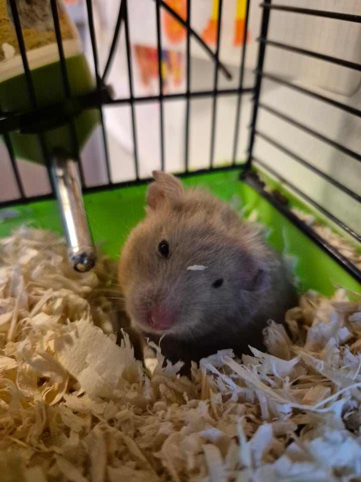 Hamster, Guldhamster, 0 år