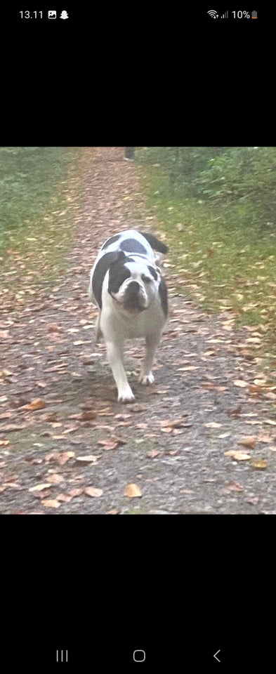 Old english bulldog hund 6 år