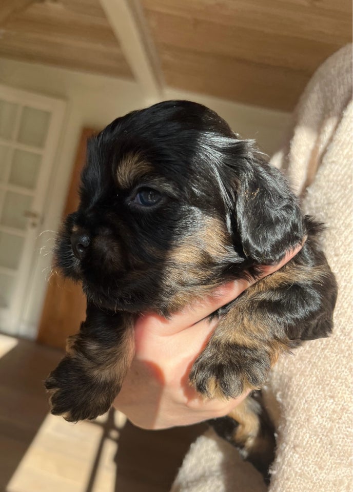 Cockapoo /Shih Tzu, hvalpe, 5 uger