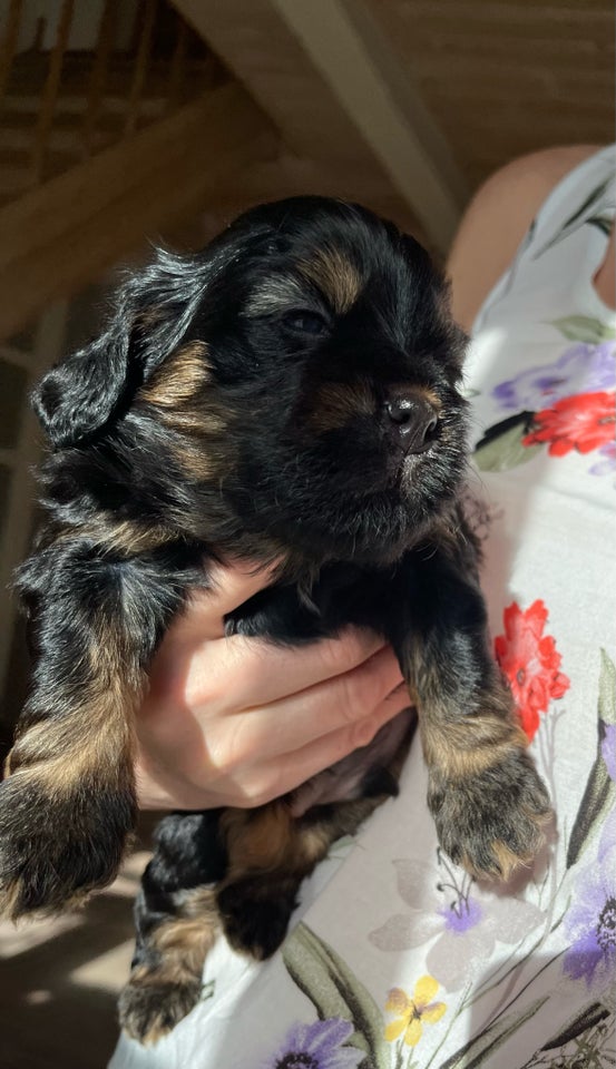 Cockapoo /Shih Tzu, hvalpe, 5 uger