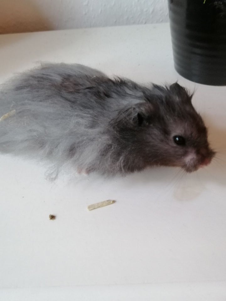 Hamster Guldhamster 1 år