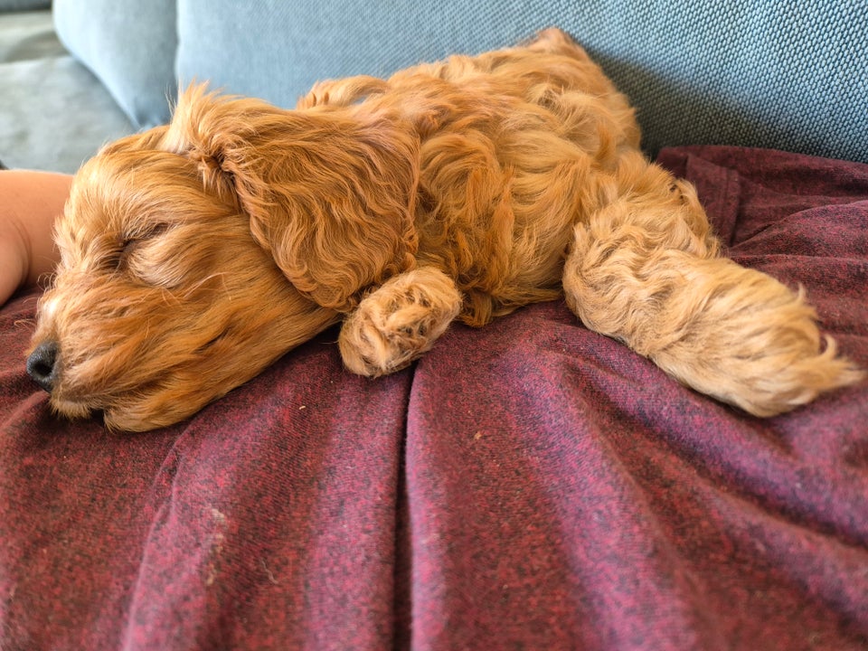 Cavapoo F1 hund 2 år