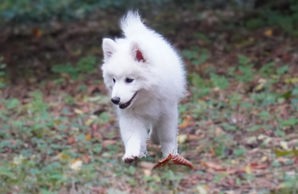 Dansk Spids, hanhund, hvalp