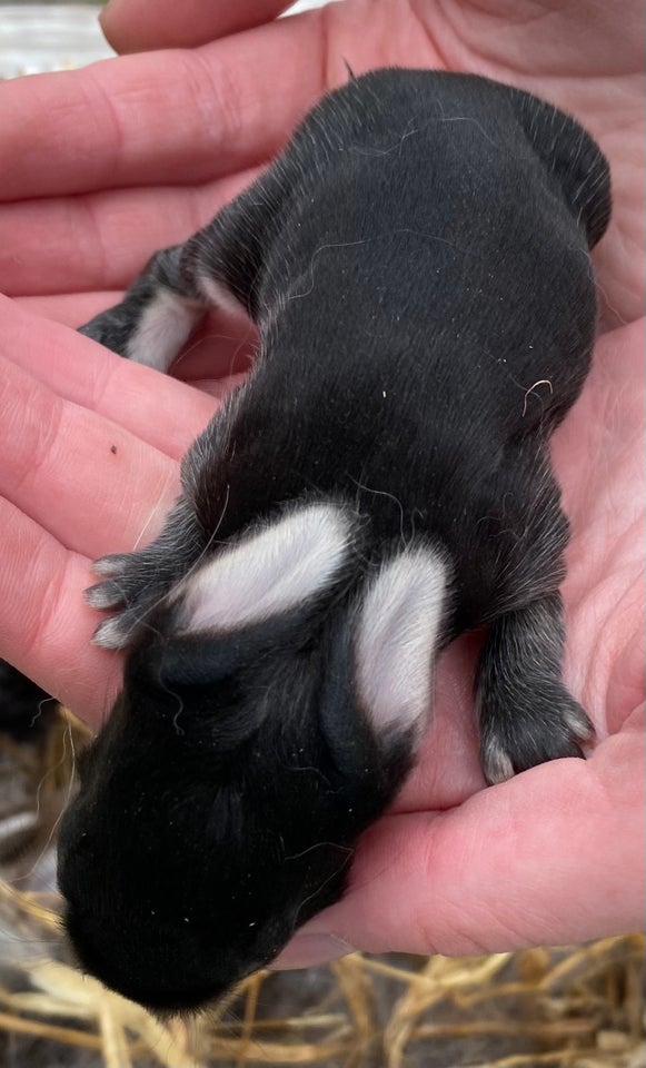 Kanin FRANSK VÆDDER HAN BLÅ OTTER