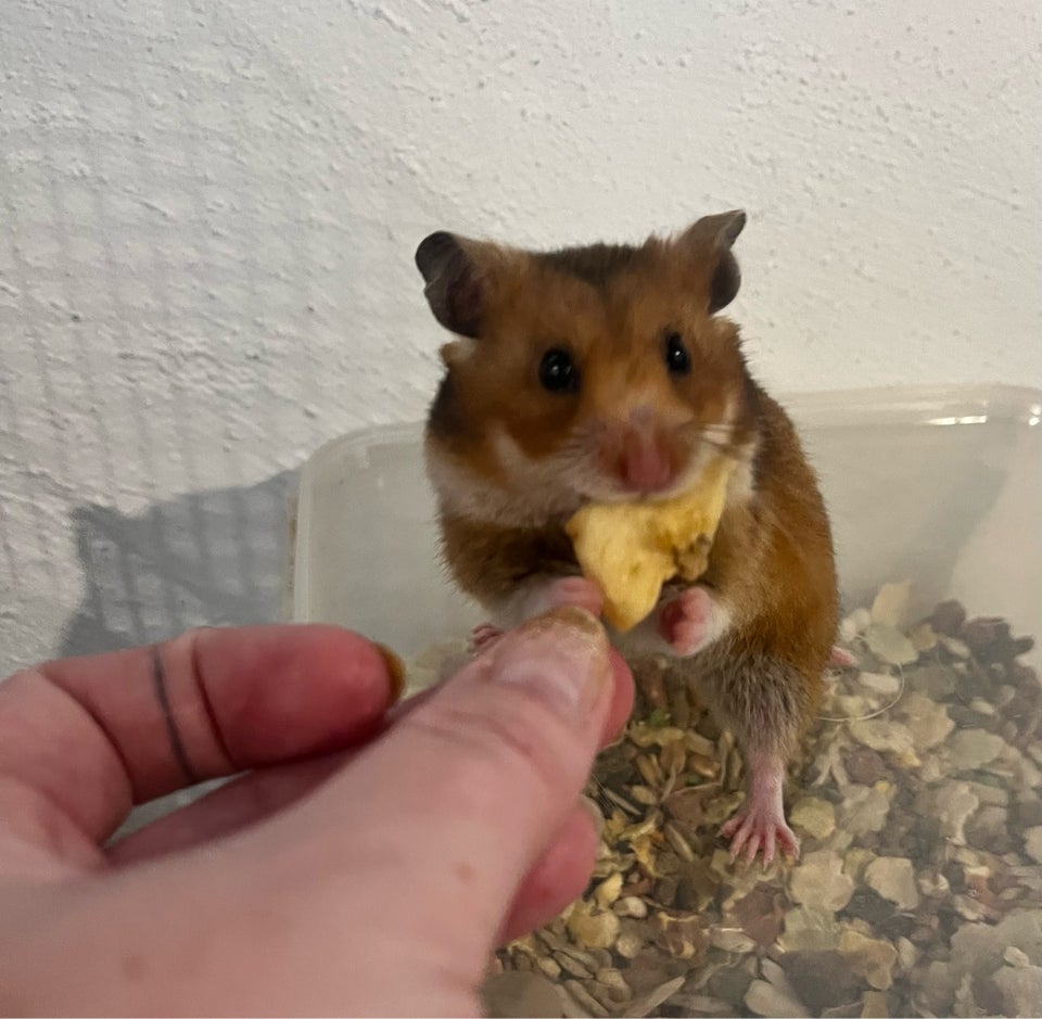 Hamster, Guldhamster, 0 år