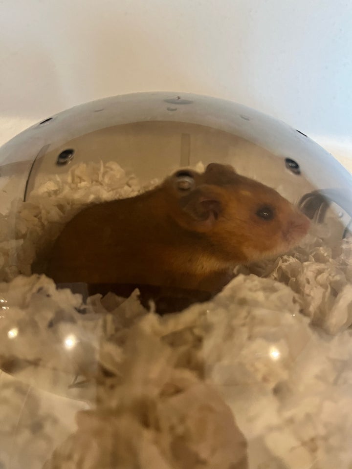 Hamster, Guldhamster, 0 år