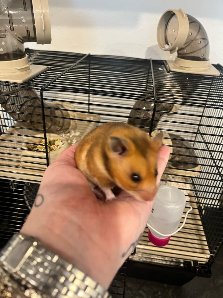 Hamster, Guldhamster, 0 år