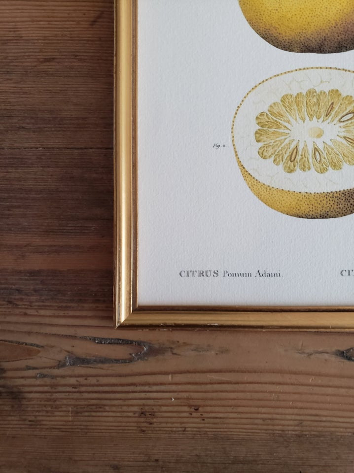 Tryk Citronier Pomme d'Adam -