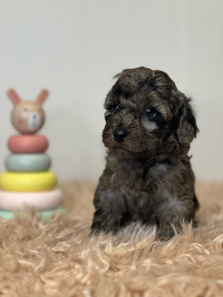 Cockapoo f1b mini hvalpe 5 uger