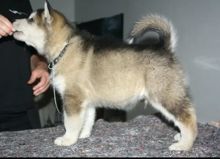 Alaskan Malamute, hvalpe, 7 uger