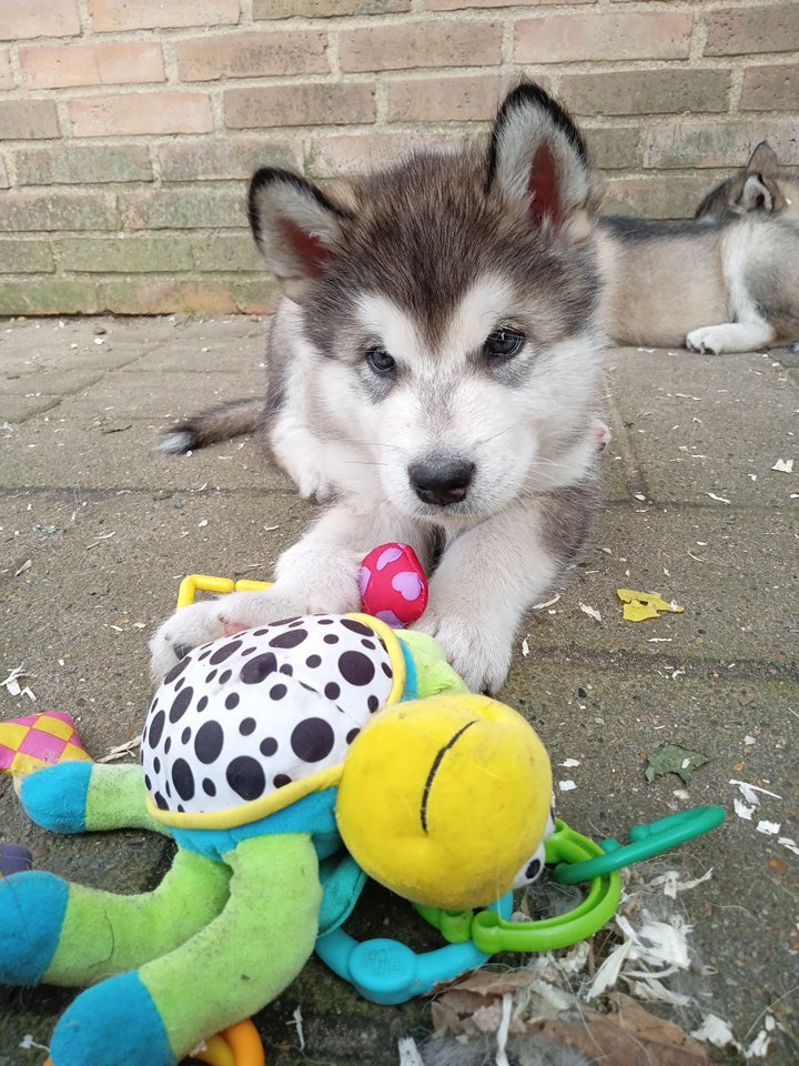 Alaskan Malamute, hvalpe, 7 uger