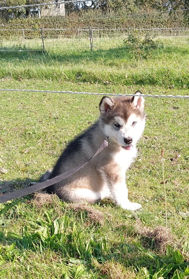 Alaskan Malamute, hvalpe, 7 uger