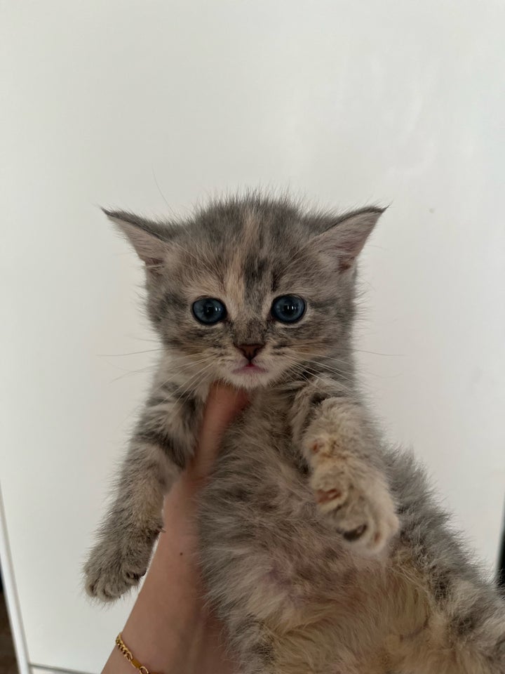 Flere killinger, scottish fold, 8