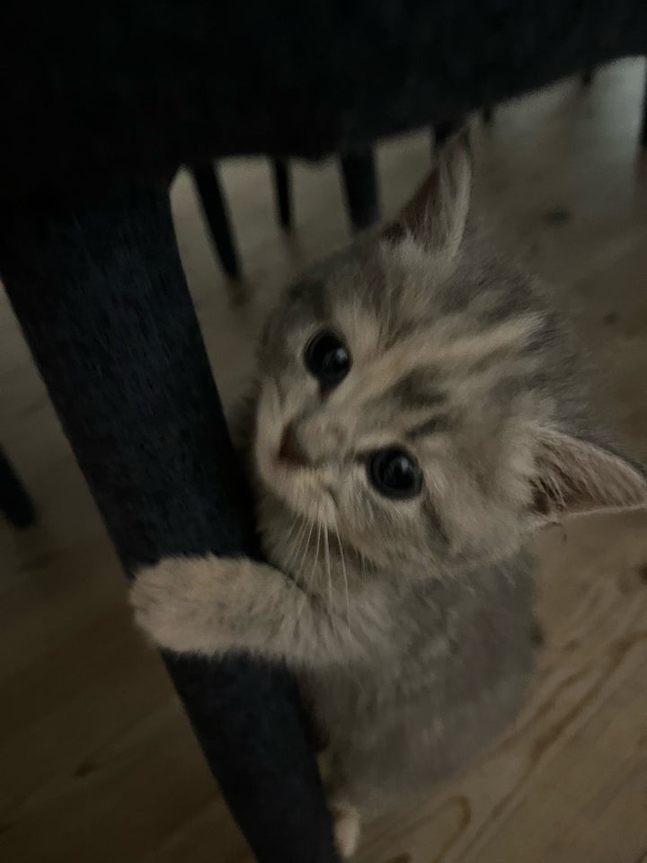 Flere killinger, scottish fold, 8