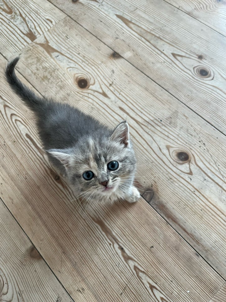 Flere killinger, scottish fold, 8