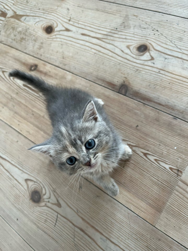 Flere killinger, scottish fold, 8