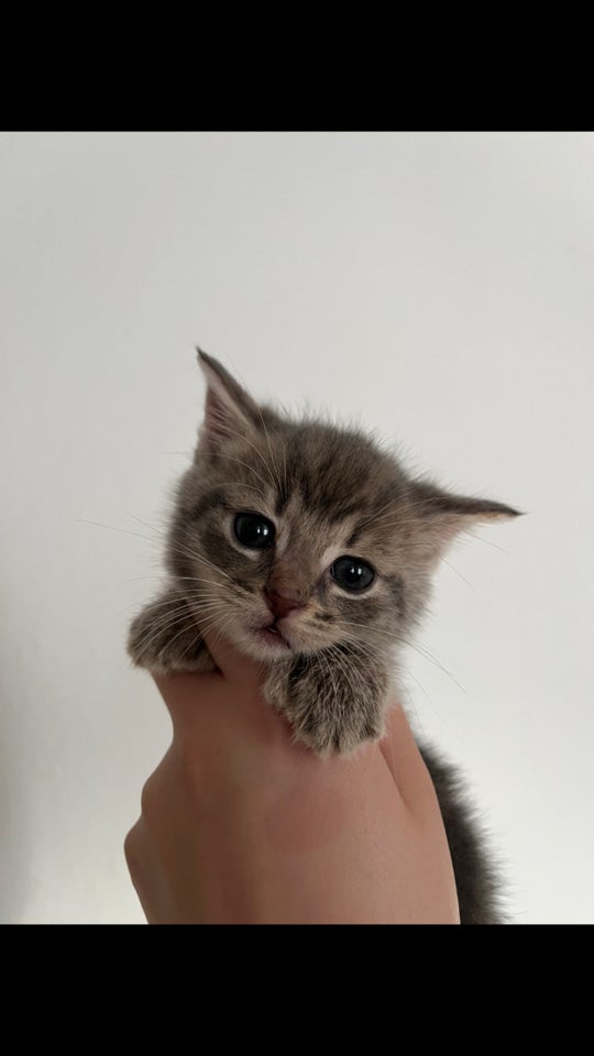 Flere killinger, scottish fold, 8